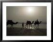 Camels On The Beach, Essaouira, Morocco, North Africa, Africa by Ethel Davies Limited Edition Pricing Art Print