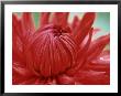 Dahlia Garden Wonder, Close-Up Of Red Flower Opening by Lynn Keddie Limited Edition Print