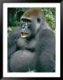 A Close View Of A Lowland Gorilla by Michael Fay Limited Edition Print