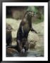 A Group Of Asian Small-Clawed Otters Wade In A Pool Of Water by Jason Edwards Limited Edition Print
