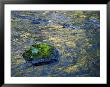 Moss-Covered Rocks In The Bechler River, Yellowstone National Park by Raymond Gehman Limited Edition Print