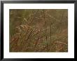 Dew Glistens On Grasses In The Mackenzie River Delta by Raymond Gehman Limited Edition Print