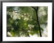 Delicate White Flowers Adorn A Tree Branch In The Spring by Raymond Gehman Limited Edition Print