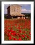 Stone Farmhouse In Field Of Poppies, Provence-Alpes-Cote D'azur, France by Diana Mayfield Limited Edition Print