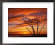 Dead Tree On Lighthouse Beach At Sunrise, Sanibel Island, Florida, Usa by Jerry & Marcy Monkman Limited Edition Print