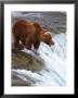 Brown Bear, Katmai National Park, Southwest Ak by Yvette Cardozo Limited Edition Print
