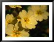Yellow Primrose (Primula Vulgaris), Glenveagh National Park, Ireland by Gareth Mccormack Limited Edition Print