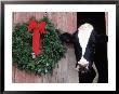 Holstein Cow In Barn With Christmas Wreath, Wi by Lynn M. Stone Limited Edition Print
