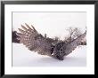 Great Gray Owl, Rowley, Ma by Harold Wilion Limited Edition Print