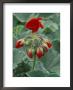 Red Flower And Buds Of Tango Geranium In Greenhouse, Laconner, Washington, Usa by John & Lisa Merrill Limited Edition Print