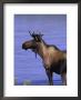 Moose, Denali Park, Ak by Roger Leo Limited Edition Pricing Art Print