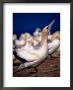 Australasian Gannets (Morus Serrator), New Zealand by David Wall Limited Edition Print