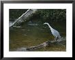 A Great Blue Heron Standing On A Log Watching For Passing Fish by Tom Murphy Limited Edition Pricing Art Print