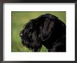 Black Standard Schnauzer Profile by Adriano Bacchella Limited Edition Print