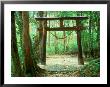 Mountain Shrine, Yakushima, Kagoshima, Japan by Rob Tilley Limited Edition Pricing Art Print