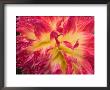 Dahlia In Garden, Alaska, Usa by Julie Eggers Limited Edition Print