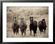 Horses, Montana, Usa by Russell Young Limited Edition Print
