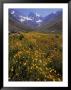 Alpine Wildflowers, El Morado National Park, Chile by Glen Davison Limited Edition Print