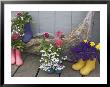 Colorful Rubber Boots Used As Flower Pots, Homer, Alaska, Usa by Dennis Flaherty Limited Edition Print