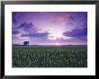Sunrise Over Field Corn, Hermann, Missouri, Usa by Chuck Haney Limited Edition Pricing Art Print