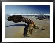A 19Th Century Shipwreck Anchor Stranded On A Beach by Jason Edwards Limited Edition Print