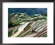Zhuang Girl Working In Water-Filled Rice Terraces, Long Ji, China by Keren Su Limited Edition Print