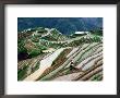 Zhuang Girl Working In Water-Filled Rice Terraces, Long Ji, China by Keren Su Limited Edition Print