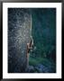 A Rock Climber In Montanas Hyalite Canyon by Gordon Wiltsie Limited Edition Print