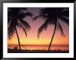 Silhouette Of Trees At The Beach At Sunset, Fl by Don Romero Limited Edition Pricing Art Print