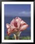 Torch Ginger And Blue Sky, Maui, Hawaii, Usa by Darrell Gulin Limited Edition Print