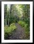 A Mountain Path Meanders Along Through The Forest by Taylor S. Kennedy Limited Edition Print