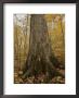 A Large Tree Trunk Shoots Up From A Bed Of Autumn Leaves by Stephen Alvarez Limited Edition Pricing Art Print
