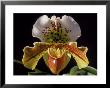 Orchid by Bill Whelan Limited Edition Print