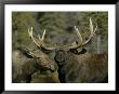 Close-Up Of Male And Female Moose Nuzzle, Anchorage, Alaska, Usa by Arthur Morris Limited Edition Print