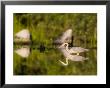 Great Blue Heron Feeds In Katahdin Lake, Maine, Usa by Jerry & Marcy Monkman Limited Edition Print