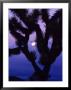 Joshua Tree With Moonset, Joshua Tree National Park, California, Usa by Chuck Haney Limited Edition Pricing Art Print