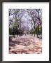 Jacarandas Trees Bloom In City Parks, Parque 3 De Febrero, Palermo, Buenos Aires, Argentina by Michele Molinari Limited Edition Pricing Art Print