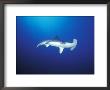 Scalloped Hammerhead Shark, Cocos Island, Costa Rica by Stuart Westmoreland Limited Edition Print