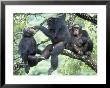 Male Chimpanzee Grooms His Brother, Gombe National Park, Tanzania by Kristin Mosher Limited Edition Print