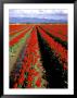 Red Tulip Rows, Skagit Valley, Washington State, Usa by Jamie & Judy Wild Limited Edition Print