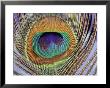 Peacock Tail Feather by Darlyne A. Murawski Limited Edition Print