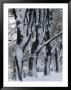 Snowy Weeping Willows, Trees And Fence, Oakland County, Michigan, Usa by Claudia Adams Limited Edition Print
