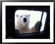 Polar Bear Looking Through Truck Window, Arctic National Wildlife Refuge, Alaska, Usa by Steve Kazlowski Limited Edition Print