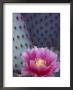 Flowering Beavertail Cactus, Arizona-Sonora Desert Museum, Arizona, Usa by Jamie & Judy Wild Limited Edition Print