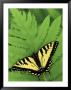 Tiger Swallowtail On Fern, Houghton Lake, Michigan, Usa by Claudia Adams Limited Edition Print