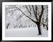 Snow-Covered Maple Trees In Odiorne Point State Park In Rye, New Hampshire, Usa by Jerry & Marcy Monkman Limited Edition Print