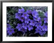 Forget-Me-Not Among Lichens, Brooks Range, Alaska National Wildlife Refuge, Alaska, Usa by Hugh Rose Limited Edition Print