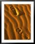Footprints At Stockton Sand Dunes, Newcastle, New South Wales, Australia by Dallas Stribley Limited Edition Pricing Art Print
