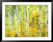 Aspens In Fall, Kebler Pass, Colorado, Usa by Darrell Gulin Limited Edition Print