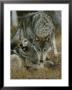 Gray Wolf With A Menacing Expression Stands Over Another by Jim And Jamie Dutcher Limited Edition Print